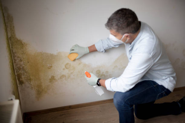 Best Mold-Related Health Consultation  in Summit Park, UT